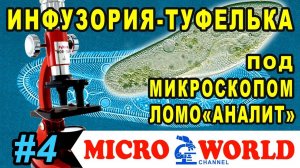 Инфузория-туфелька под микроскопом "АНАЛИТ" MICRO WORLD #4