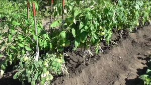 Окучивание помидоров