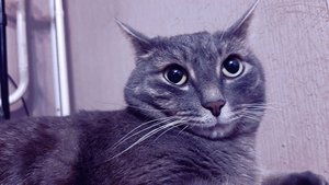 КОТИК МИХАЛЫЧ. КОТЗИЛЛА ПРОТИВ РОМКИ И НАТУЛЬКИ.