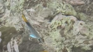 Египет#Шарм эль Шейх# декабрь#Фаарана риф#