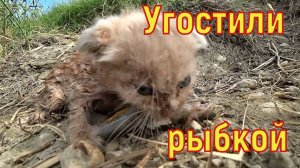 Котенок Рыбак