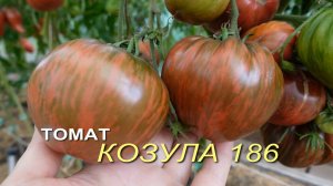 Томат КОЗУЛА 186. Обзор сортов ТОМАТОВ!