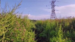 Измайловский парк 30.07.2025