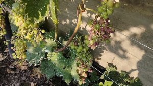 самые ранние сорта винограда