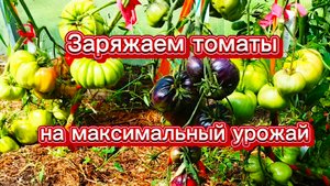 Волшебный пендаль для томатов.😁😁😁