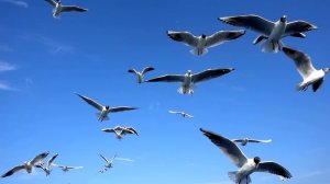 Стая чаек в небе