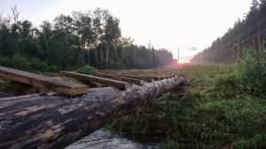 Цикады стрекочат на закате