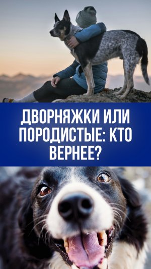 Как на самом деле формируется преданность собак: шокирующие откровения зооинженера