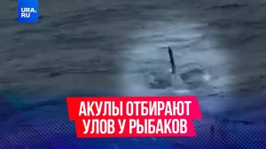 «Она тунца жрала! Ее зубов дело!»: белые акулы на Сахалине кошмарят рыбаков и отбирают у них улов