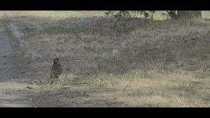 Дама моей мечты