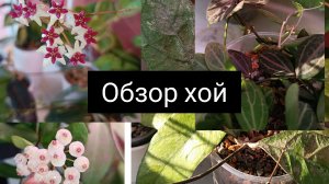 обзор хой