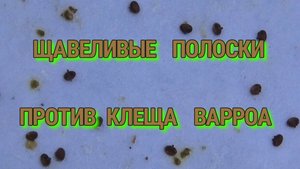 ЩАВЕЛИВЫЕ ПОЛОСКИ,ПРОФИЛАКТИКА ЛЕЧЕНИЯ ВАРАТОЗА