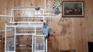 Попугай жако Ники.mp4