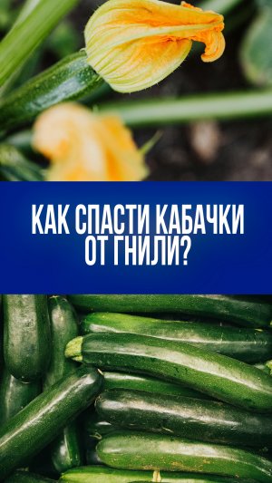 Гниение кабачков: как предотвратить загадочную гибель урожая и спасти грядку?