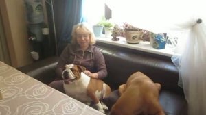 Бордосский дог и английский бульдог. Отзыв владельца.