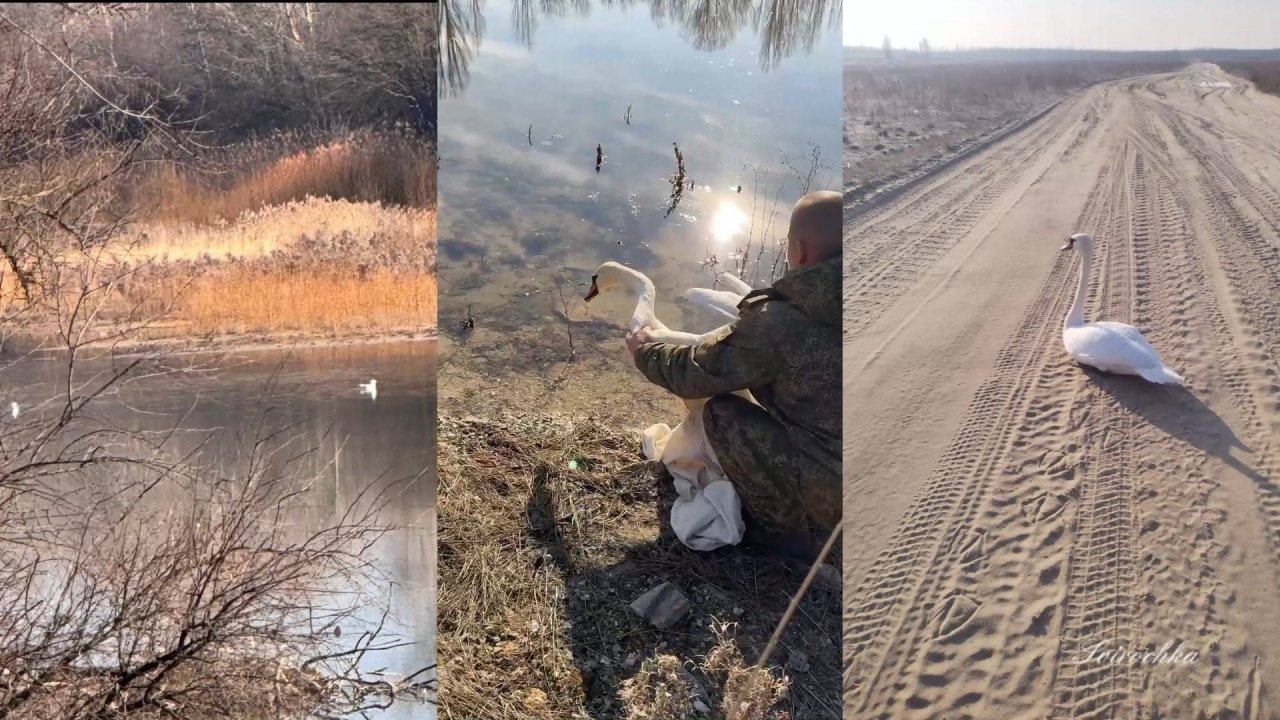 Лебедь СВО смотреть онлайн