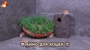 Видео для кошек про крысок развлекать питомцев 🐭🐀😂 (243)