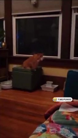 Заведи кота, будет не так страшно в большом доме😁