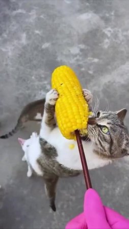Любители кукурузы.