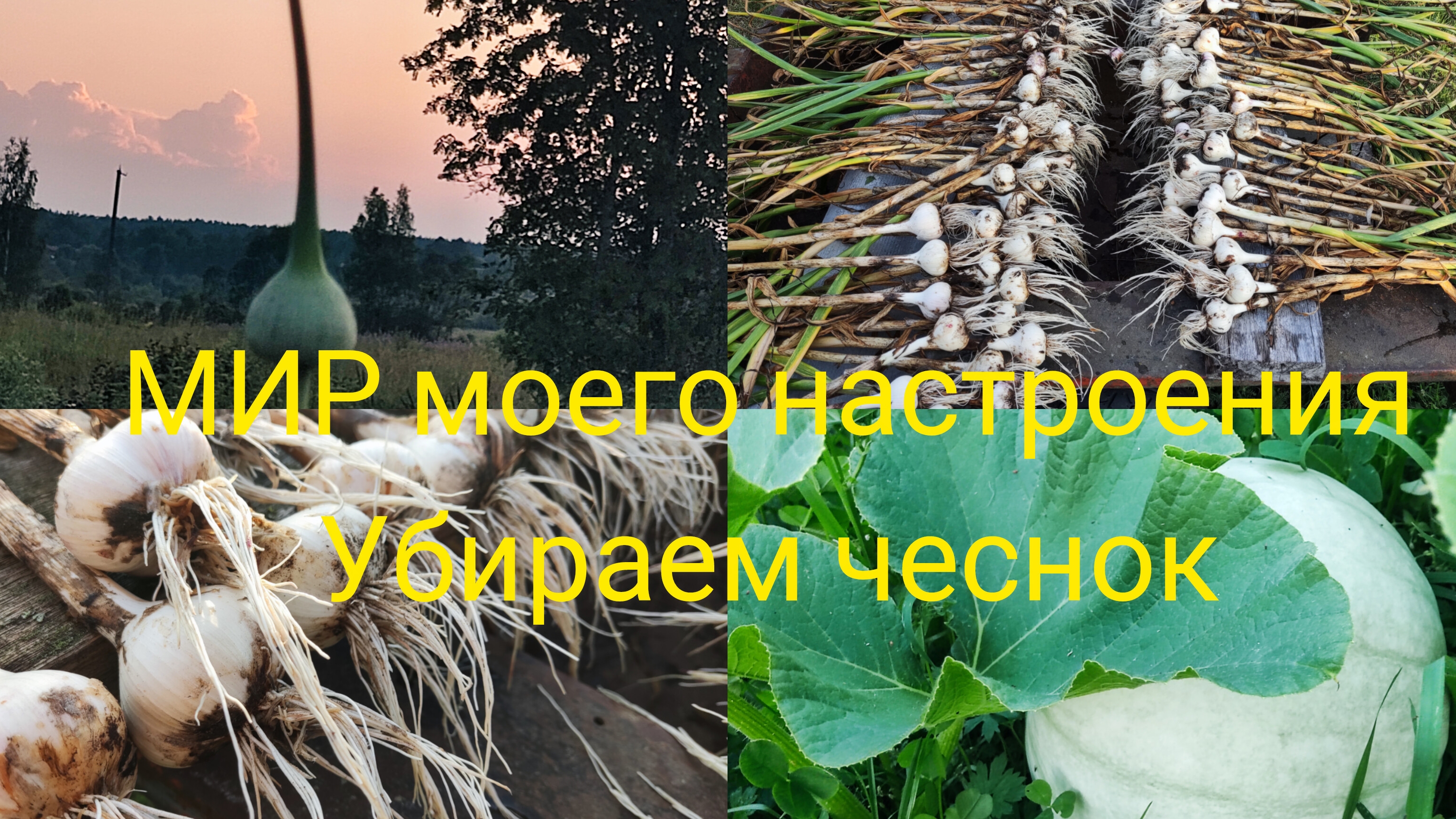 31.07.25 Дача Выборг.Пора собирать чеснок.