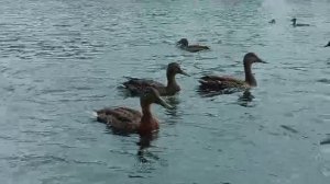 вот что значит утки