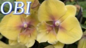 №1105/ СВЕЖИЕ, красивые ОРХИДЕИ в OBI