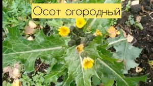 Осот огородный. Sonchus oleraceus
