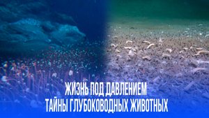 На дне Тихого океана обнаружены «города» жизней на глубине 9 км — что они едят и как выживают?
