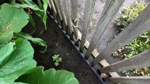 Бамия в открытом грунте