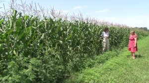 Осторожно, амброзия! "Пища богов" для людей весьма опасна