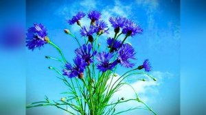 Дуэт "Семицветики" Елена Шевчук - Василёк