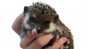 Моя Ежевичка. Софья Гилевская