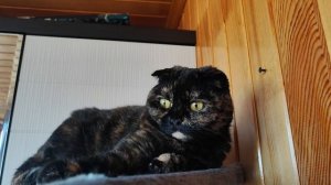 любимое трио🐱🐱🐱
