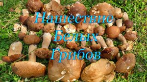 По грибы 2025! Нашествие белых грибов
