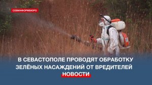 В Севастополе проводят плановую обработку зелёных насаждений от вредителей