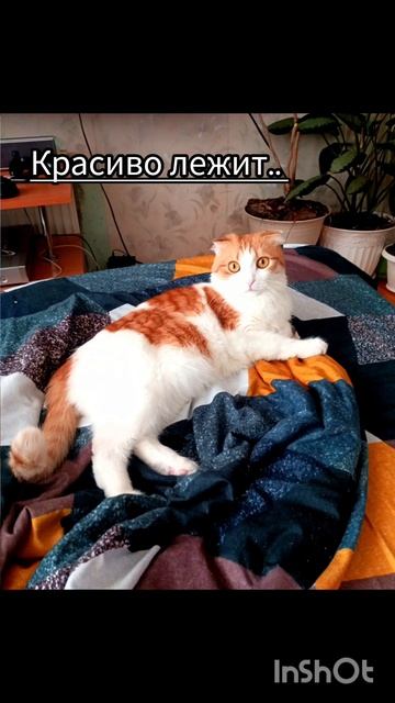 Кексик в апреле 2025🐯