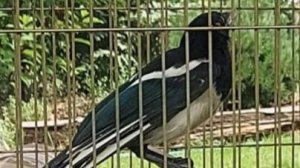 Гайка. Мария Трифонова