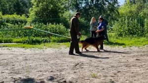 1 Отл. КЧК Atsel Hof ODIN 2 +++ №27. КЧК ТОБОЛЬСК 21 июня`25 Моно немецких овчарок