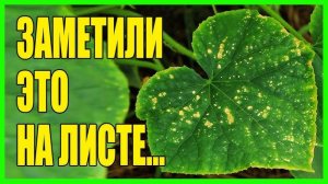 ПЯТНА НА ЛИСТЬЯХ ОГУРЦОВ из-за чего появляются. Как лечить?