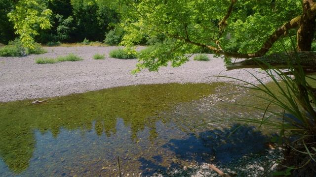 🐦 Пение птиц и спокойные звуки текущей воды