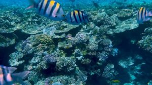 Яркая тропическая рыба подплывает к камере на рифе.