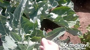 приехала на дачу обзор огорода в конце июля