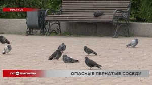 Подкармливающие голубей иркутяне рискуют лишиться денег