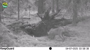 Рысь в заповеднике "Кивач". 04.07.2025