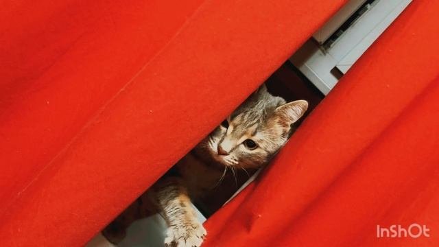 Мяу😺