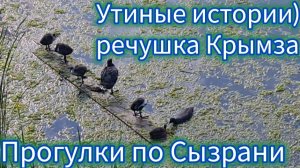 Утиные истории. Речушка Крымза. Прогулки по Сызрани.