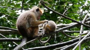 Мать и детеныш обезьяны в лесу