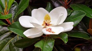 Липисток магнолии.