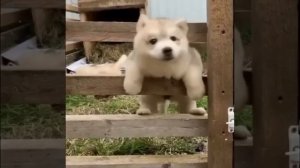 VID_20250801_161651_074.mp4