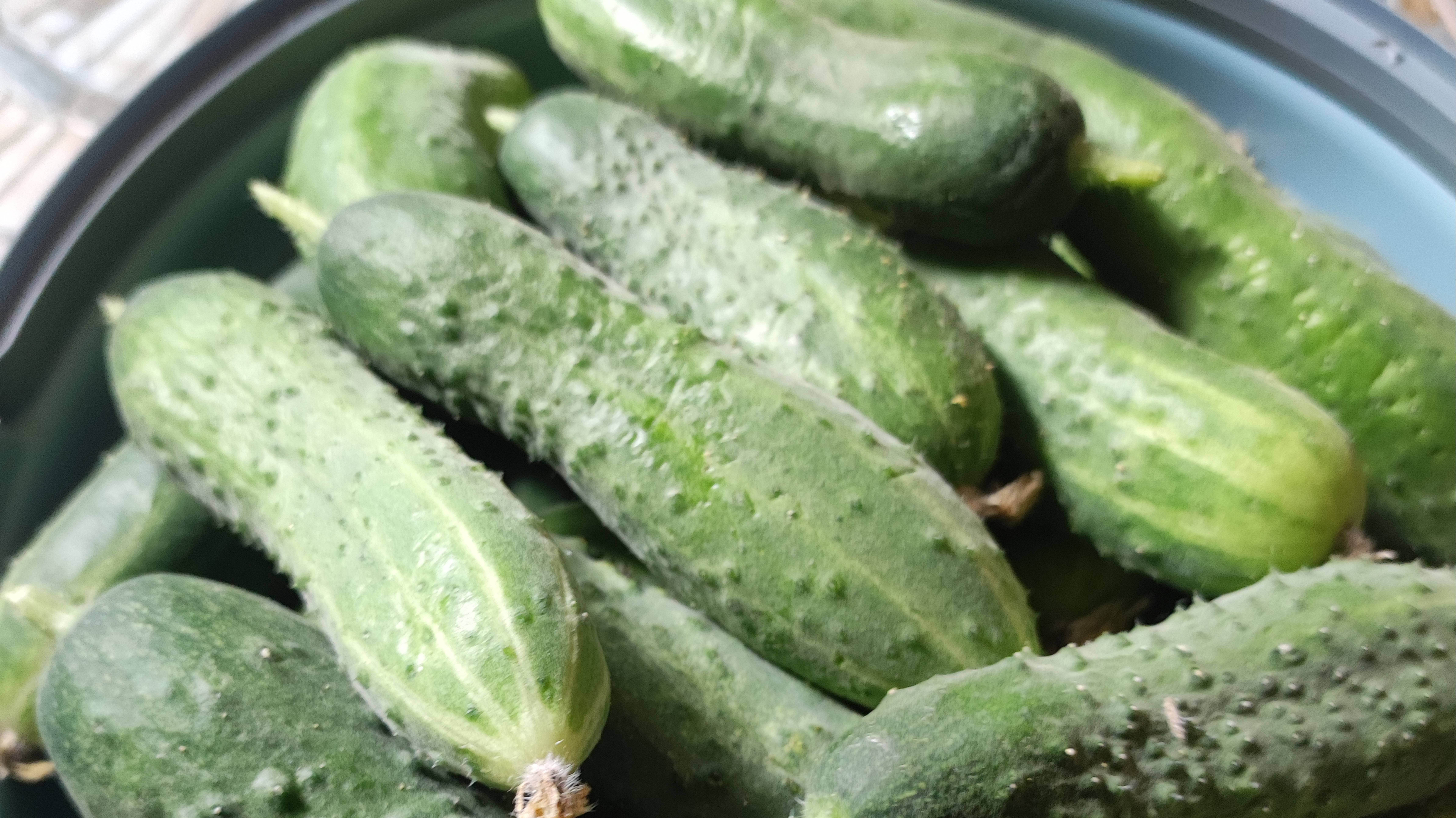 Результаты выращивания огурцов в этом сезоне. Какой гибрид показывает самый плохой результат? смотреть онлайн